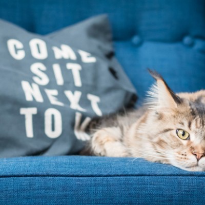 L'arthrose chez le chat
