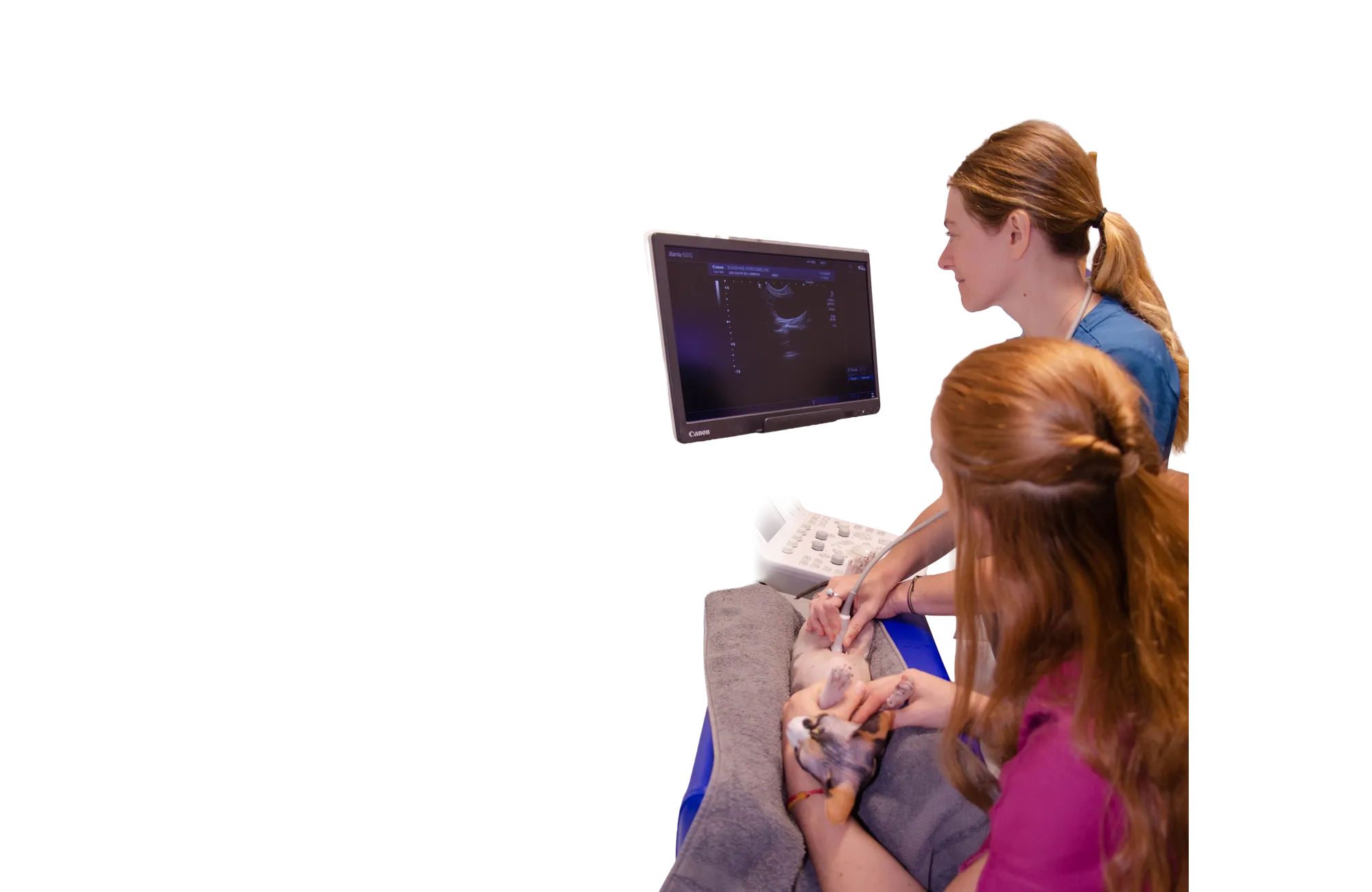 Radiologie pour chats